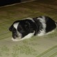 este es piper con 1 mes ahora atiene casi el añito